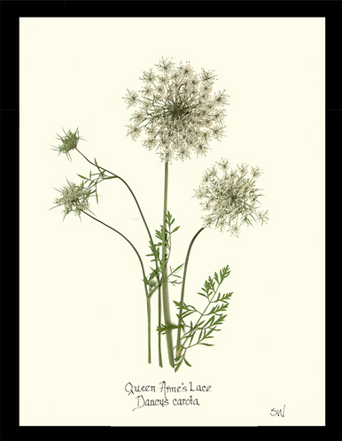 Homegrown Art Co - Wholesale Art Print - Queen Anne's Lace Flower Pressing - Botanical Art Print2