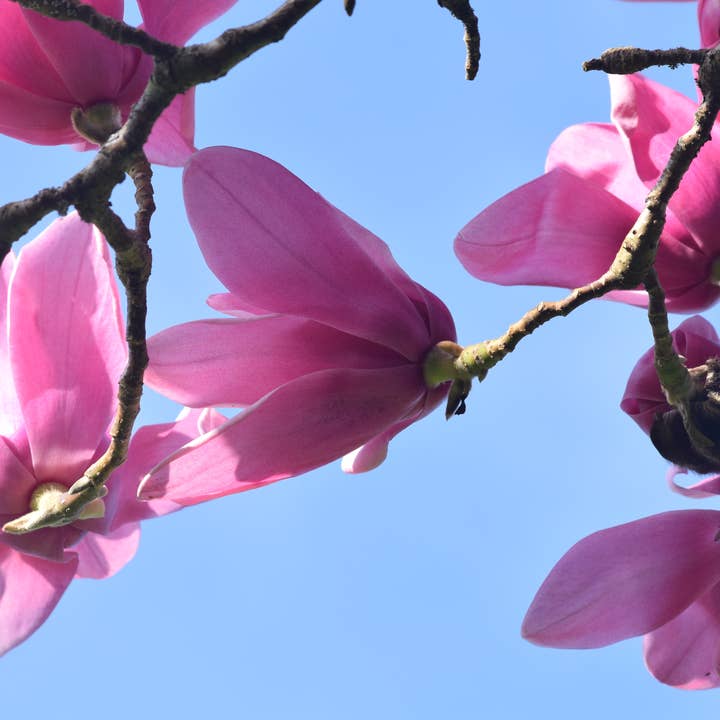 pink tree greeting card 1 for wholesale by Red Berry Photos