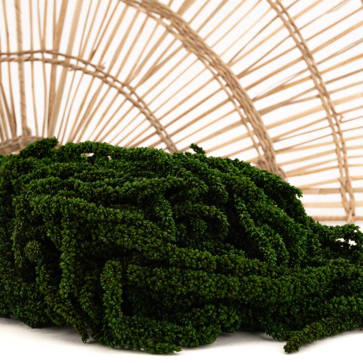 Amaranto Estabilizado - Grande variedade de cores por atacado de SecondFlor