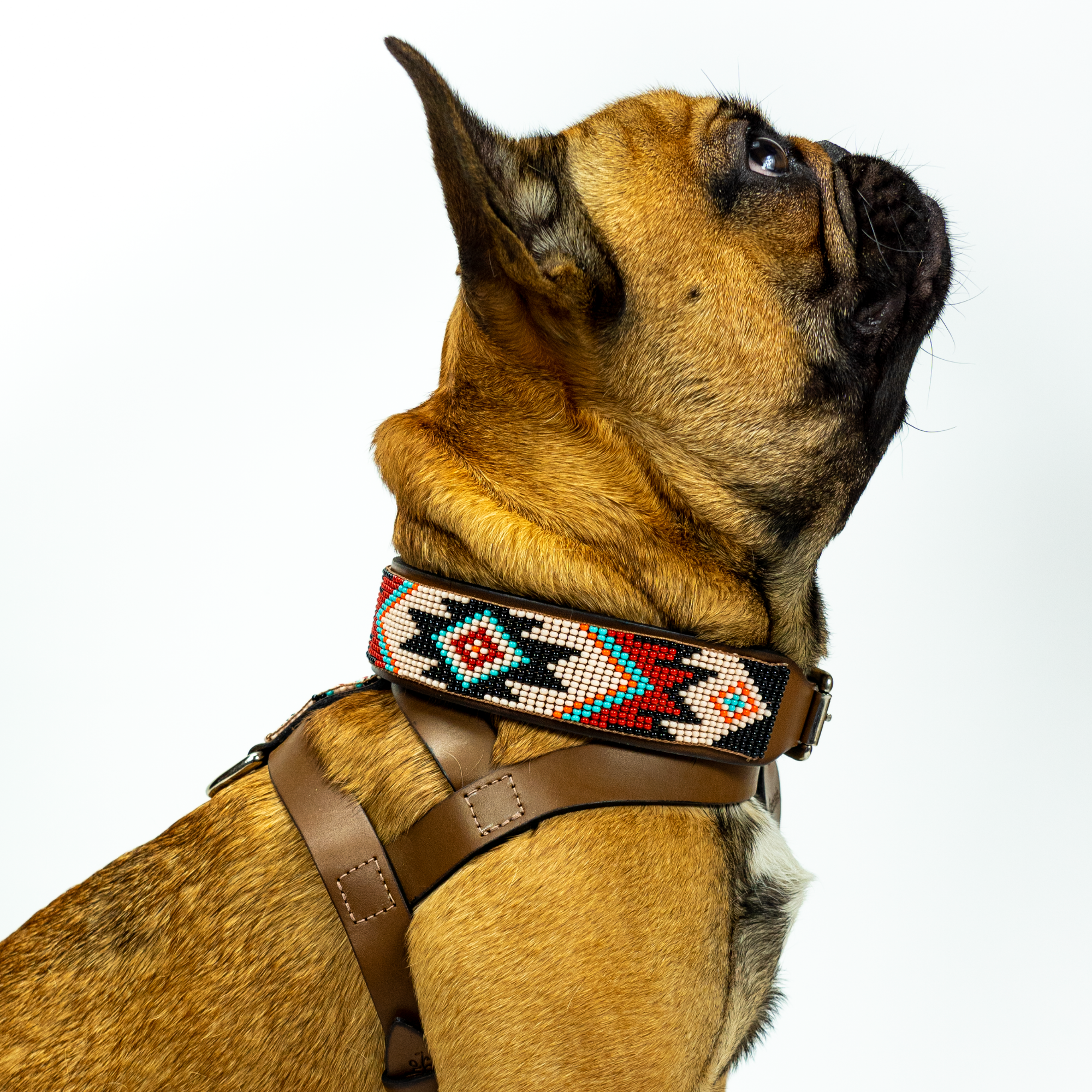 Sambboho - Wholesale Pet Collar - Dog - Phoenix Sambboho Dog Collar6
