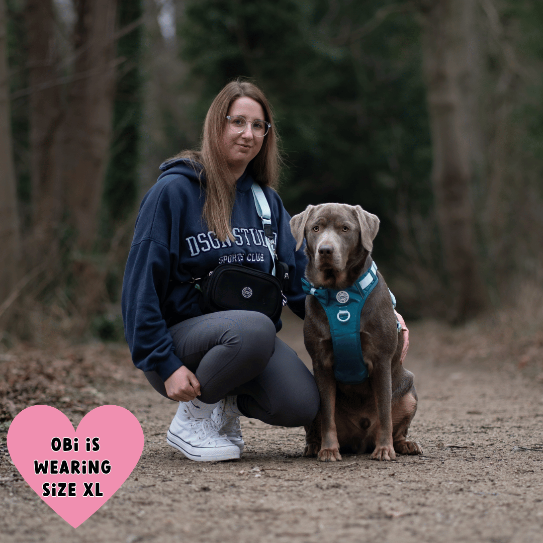 Bailey and Coco - Vente Harnais – chien - Harnais pour chien Trail & Glow - COLOUR DROPS® - Ice Teal8