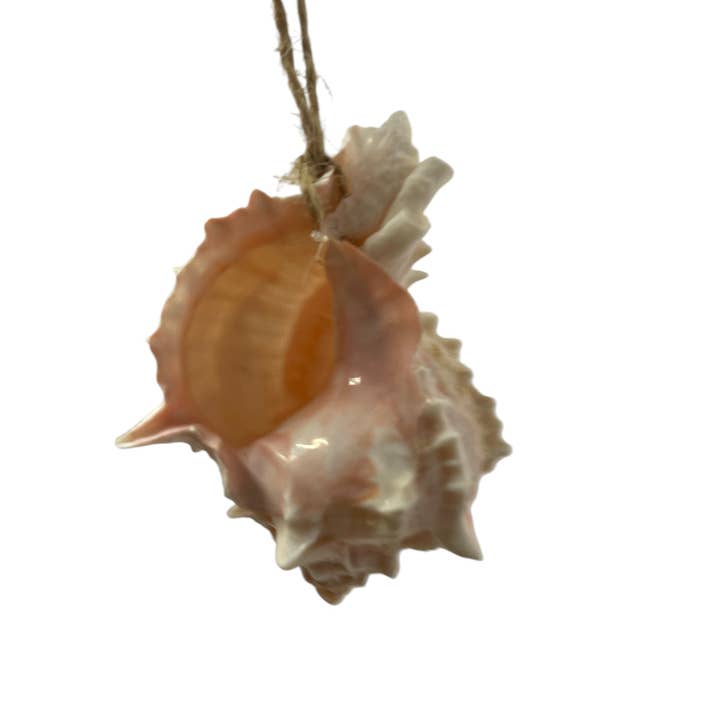 Rustic Haven Decor - Wholesale Ornament Set - Pink Murex Shell Ornament 2.5"1
