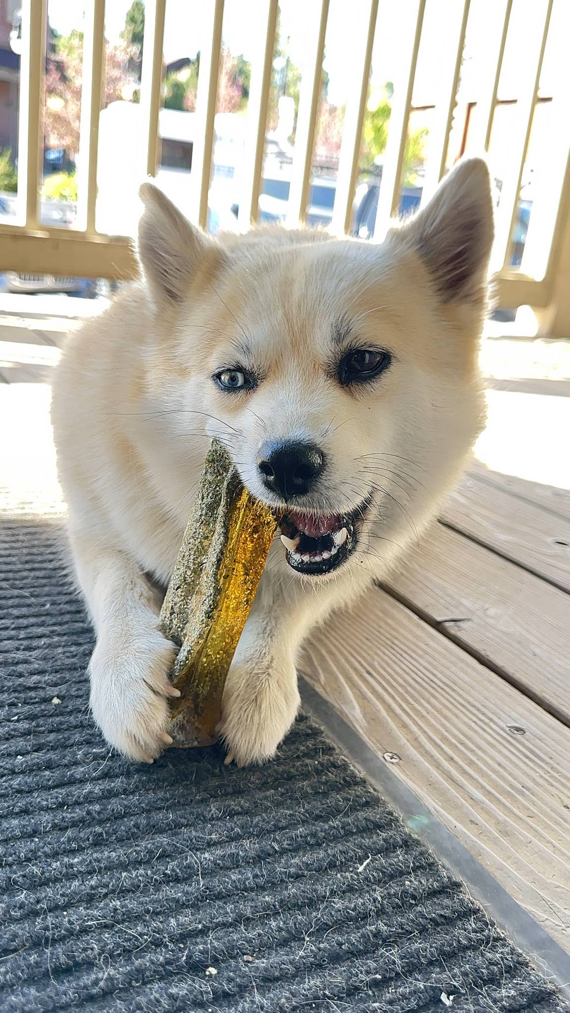 Wag & Bright Supply Co. - Vente Os à mâcher – chien - Mighty Marrows Collagen Dental Chew - Porc Persil - SM/LG8