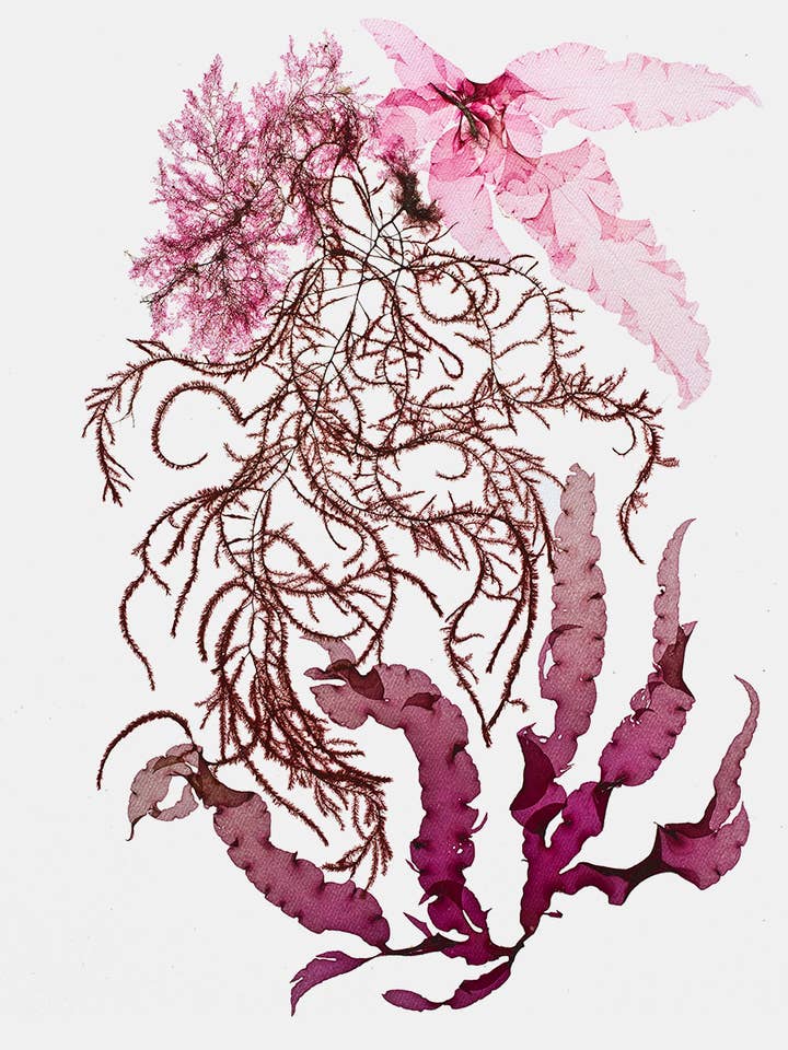 Seaweed Art Cartes de voeux 5x7 Design #48 pour la vente par Seaweed Artist