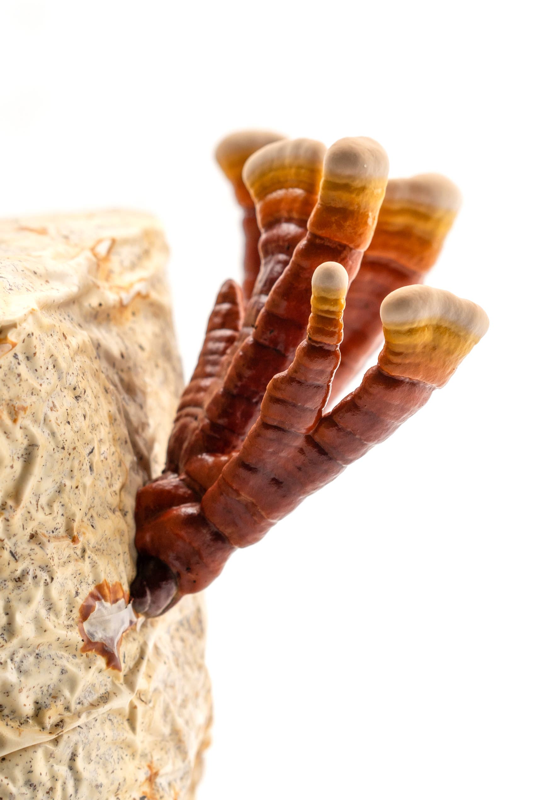 Urban Farm Mushrooms – wholesale Tincture – Reishi 'Triple Extracted' Tincture1