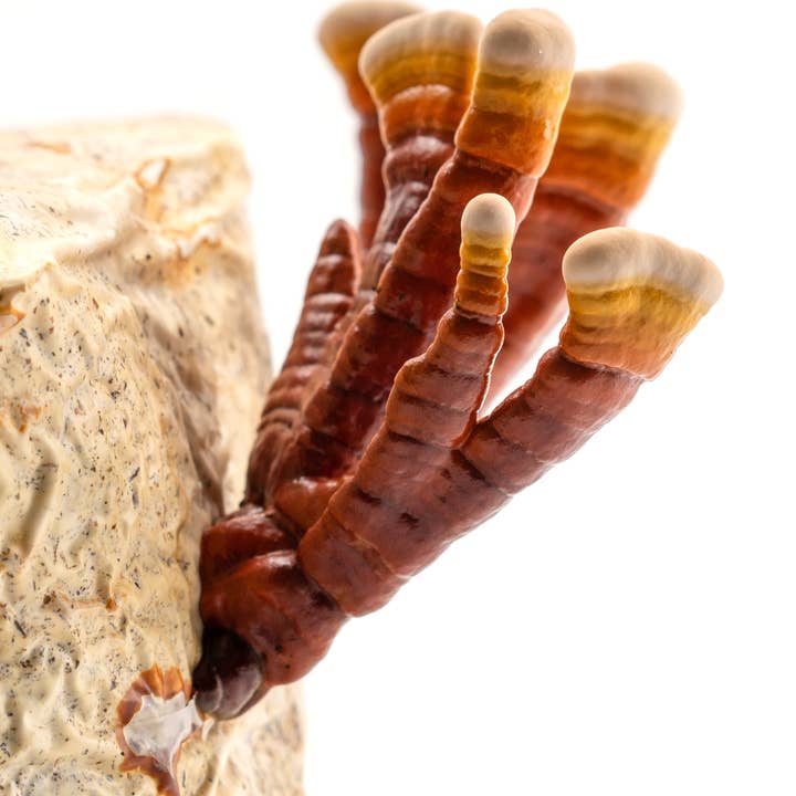 Urban Farm Mushrooms – wholesale Tincture – Reishi 'Triple Extracted' glycerine Tincture1