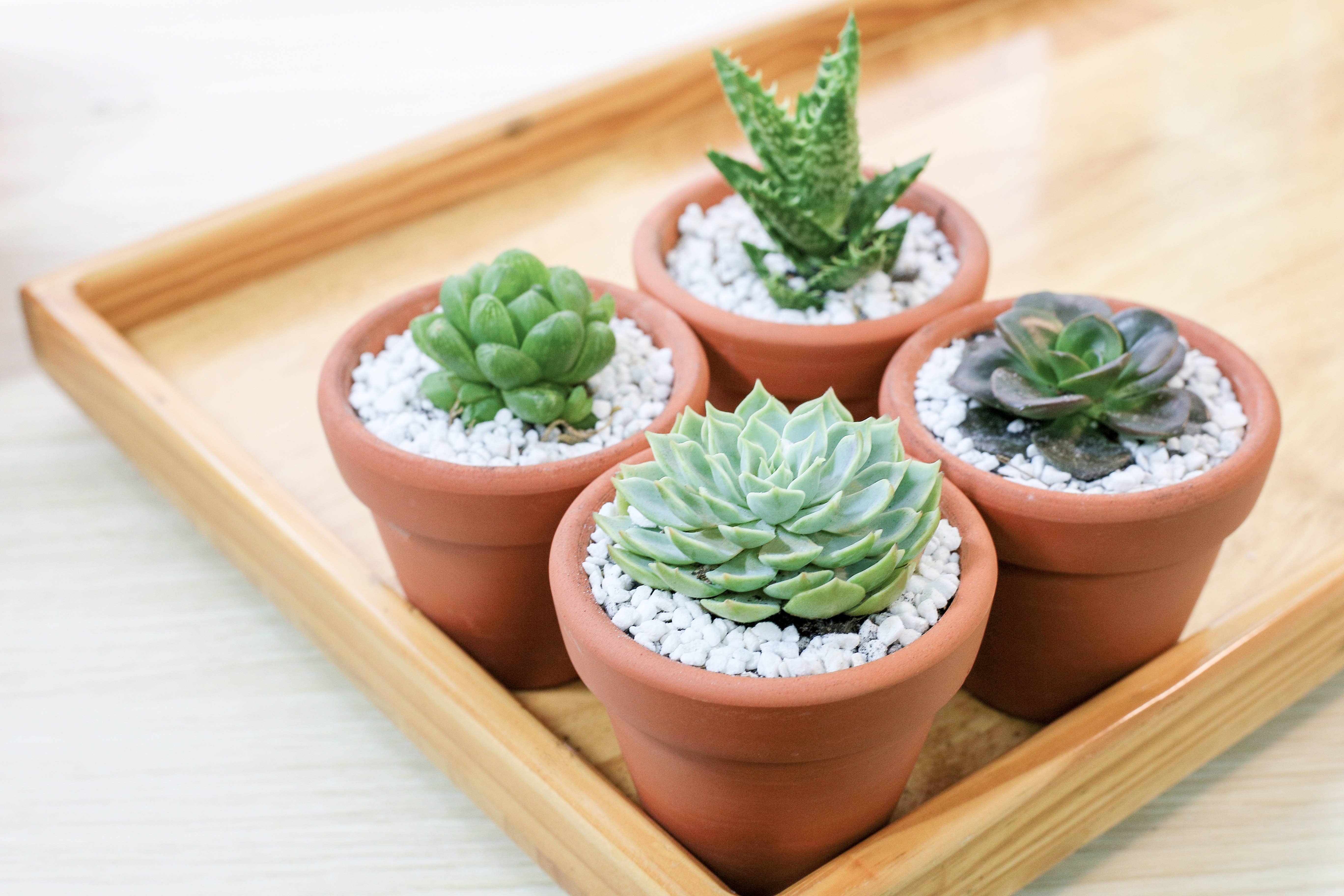 Best Plant Friend - Wholesale Plant Pot - Terracotta Plant Pot 2 inch, Small Clay Pot with Drainage6