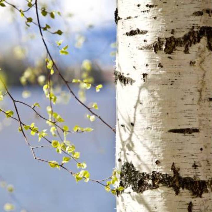 Cracklin' Birch Wood Wick Candle for wholesale by The Blessed Barn Co.