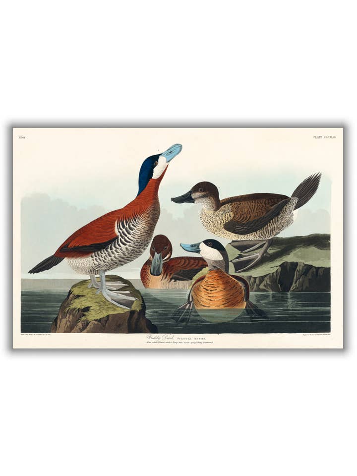 Ruddy Duck - Birds of America by John Audubon for wholesale by Stanley Print House