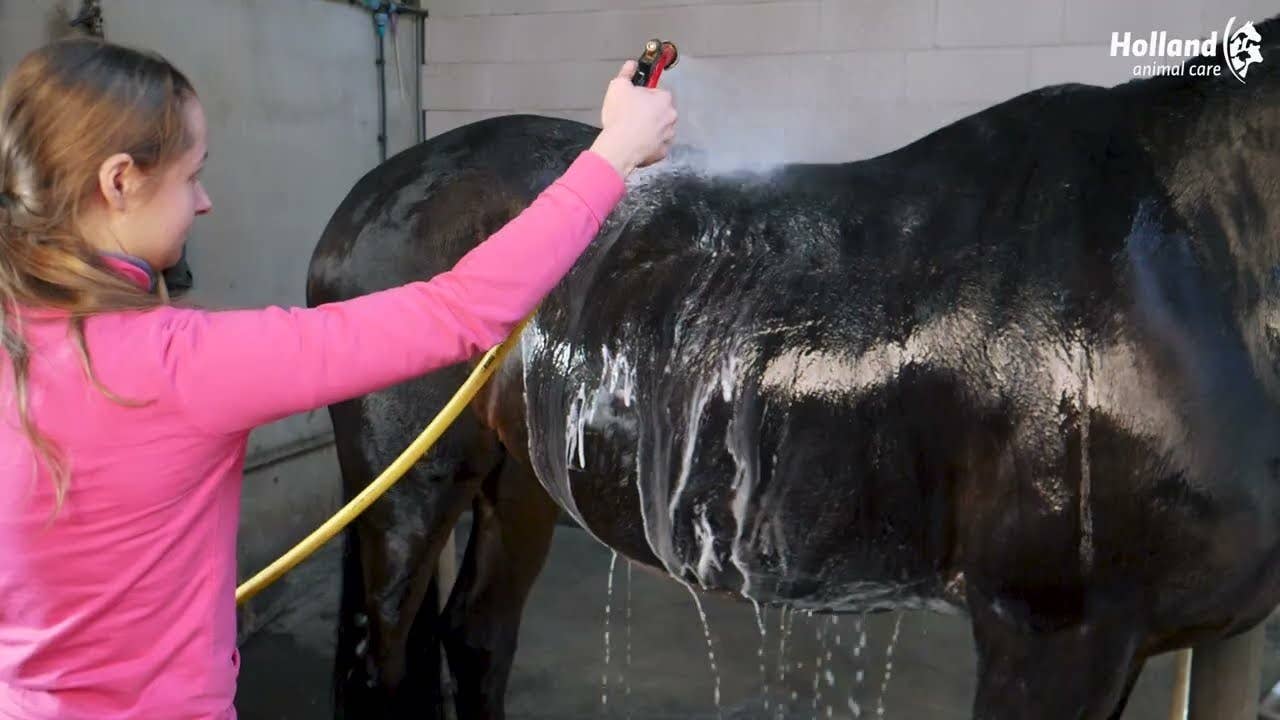 Hofman Animal Care - Wholesale Pet Grooming Aid - Dog - Excellent Horse Grooming Brush M Black1