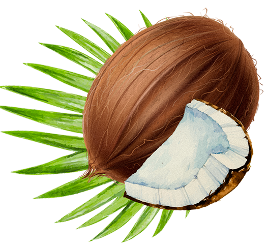 Lady Joseph - Wholesale Cookie - Cookies with Coconut & dark chocolate coconut cookies6