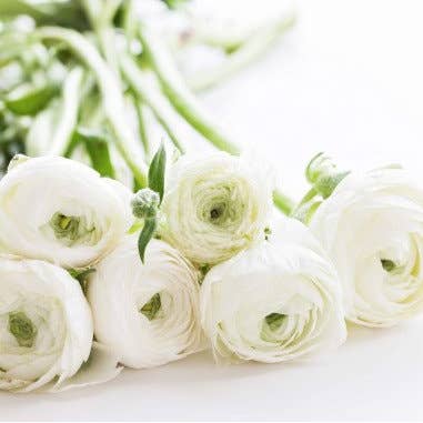 Florasource - Wholesale Fresh Cut Flowers - Ranunculus Elegance White 100 stems