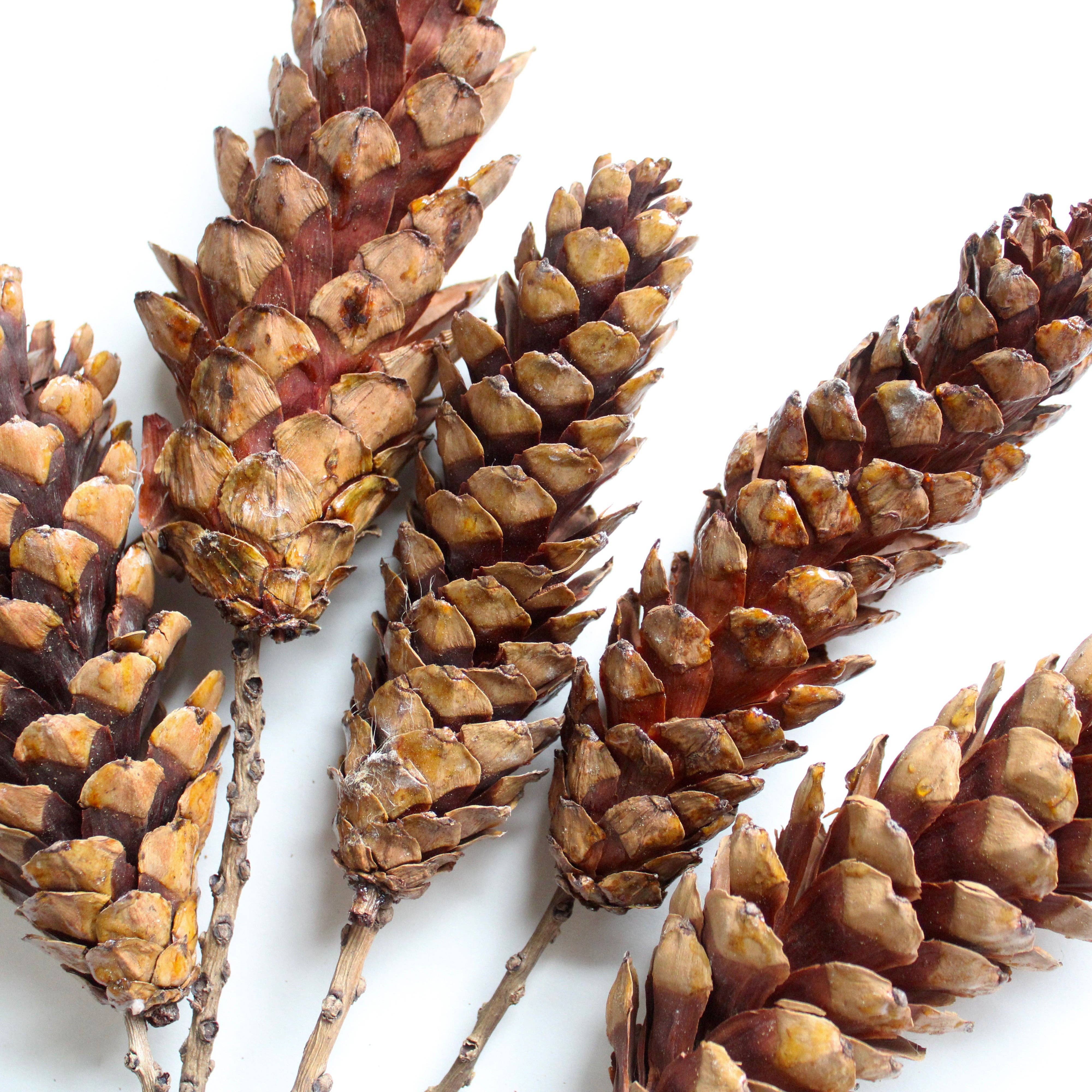 Natural Brown Strobus Pine Cone on Stem - Dried for wholesale on Faire0