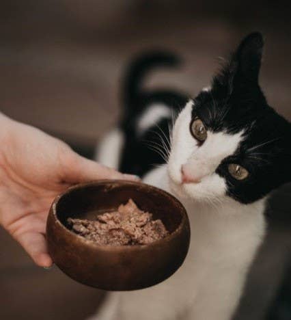 POCURULL SL (Retorn) - Wholesale Voer - Kat - Retorn nat kattenvoer met kip in blikken4