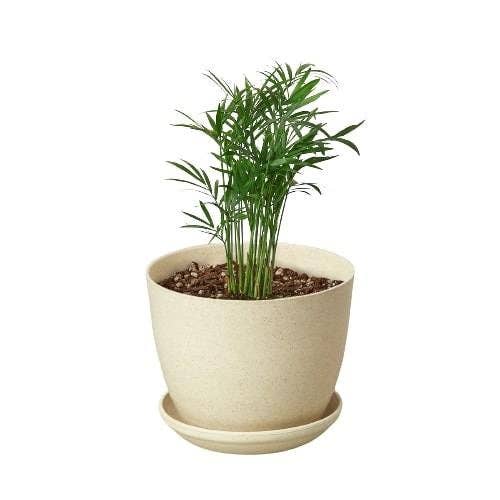 House Plant Wholesale WEST - Wholesale Live Plant - Parlor Palm1