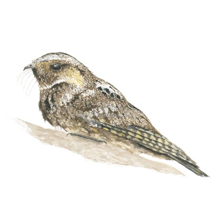 Tirage d'art Whippoorwill pour la vente par Water Brush Arts