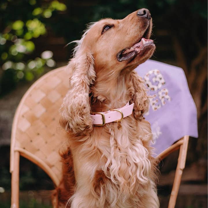 Vandtæt hundehalsbånd i babyrosa for engroshandel hos Oscar & co