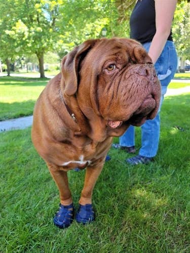 AllDogBoots - Wholesale Pet Boots - Dog - Gladiator Dog Sandals4