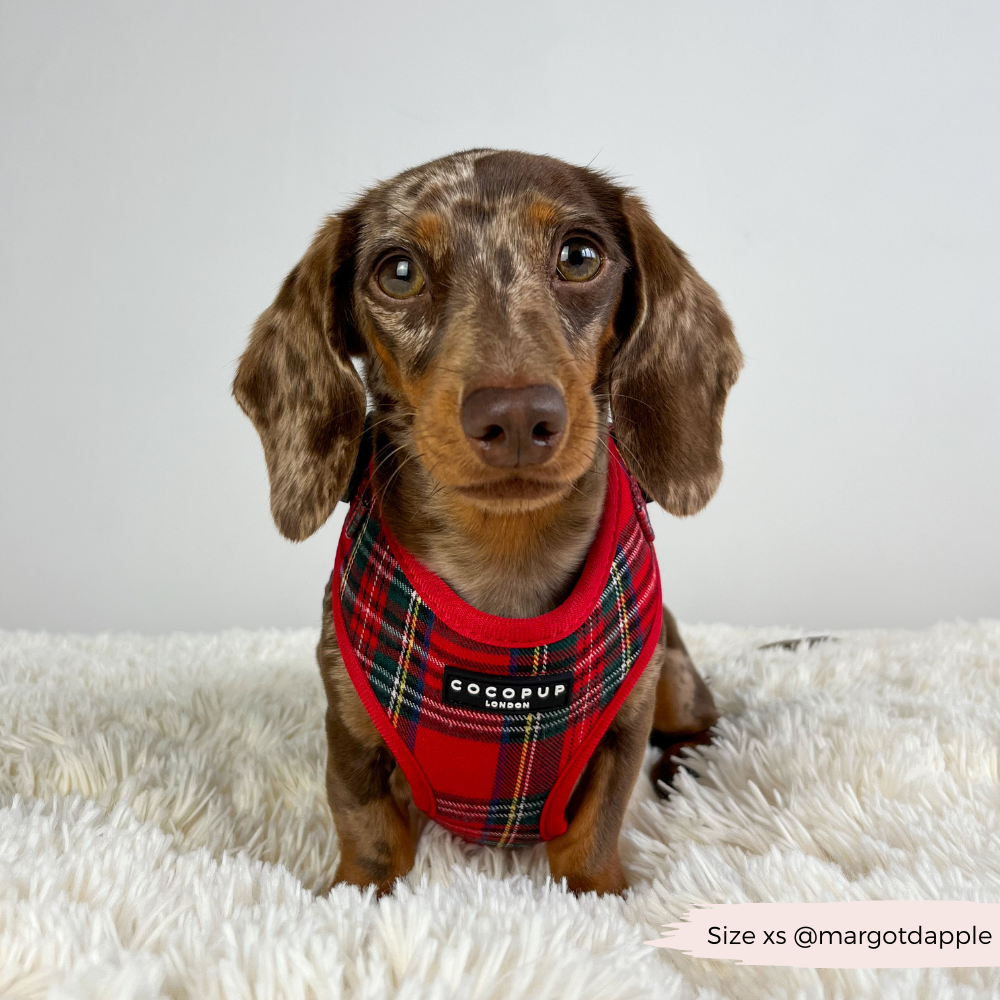 Cocopup London - Wholesale Tuig voor huisdieren - Hond - Tartan Verstelbaar NekHARNAS7