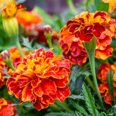 Calendula Orange & Yellow - Fresh Cut Flowers for wholesale by Self-Care Shower