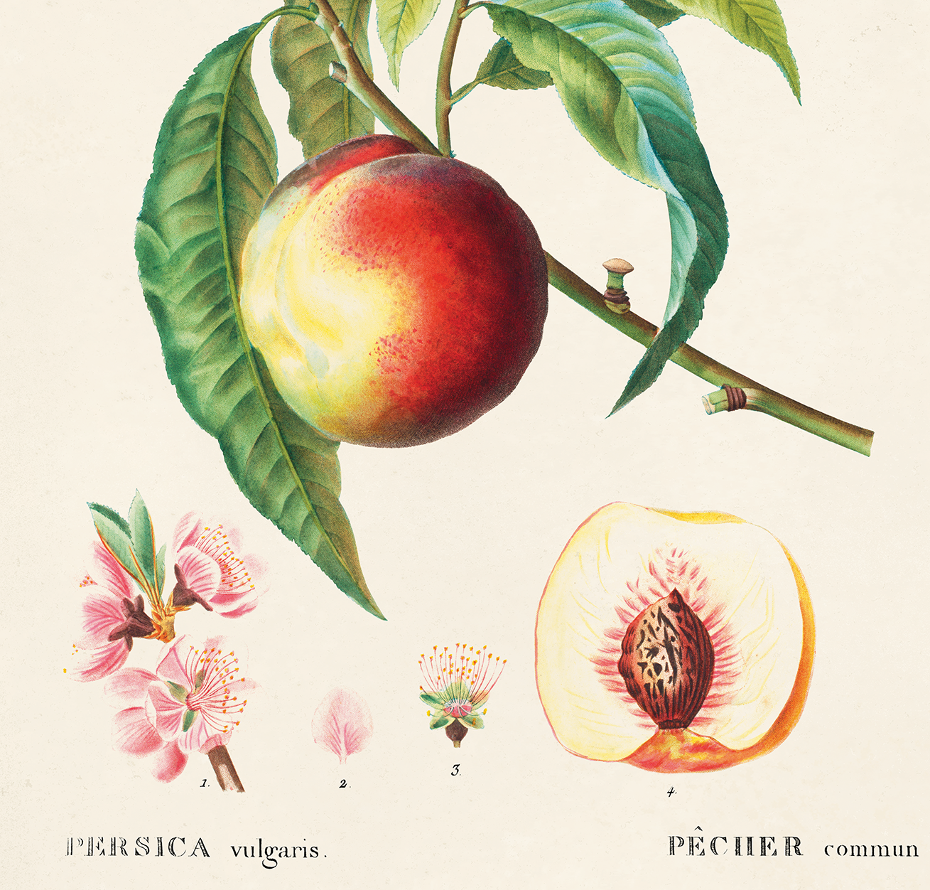 Curious Prints - Wholesale Art Print - Vintage Botanical Peach Blossom Print w/ optional frame1