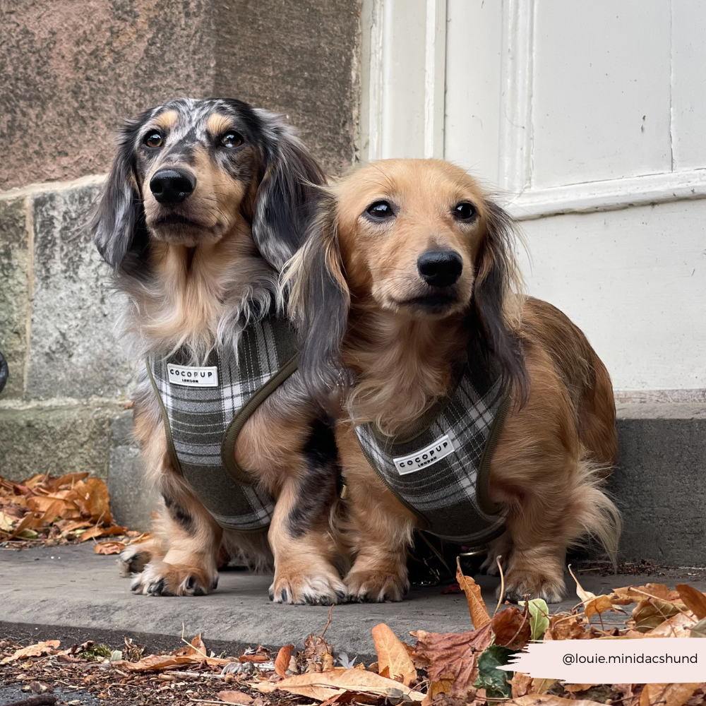Cocopup London – wholesale Pet harness – Dog – Olive Check Adjustable Neck HARNESS12