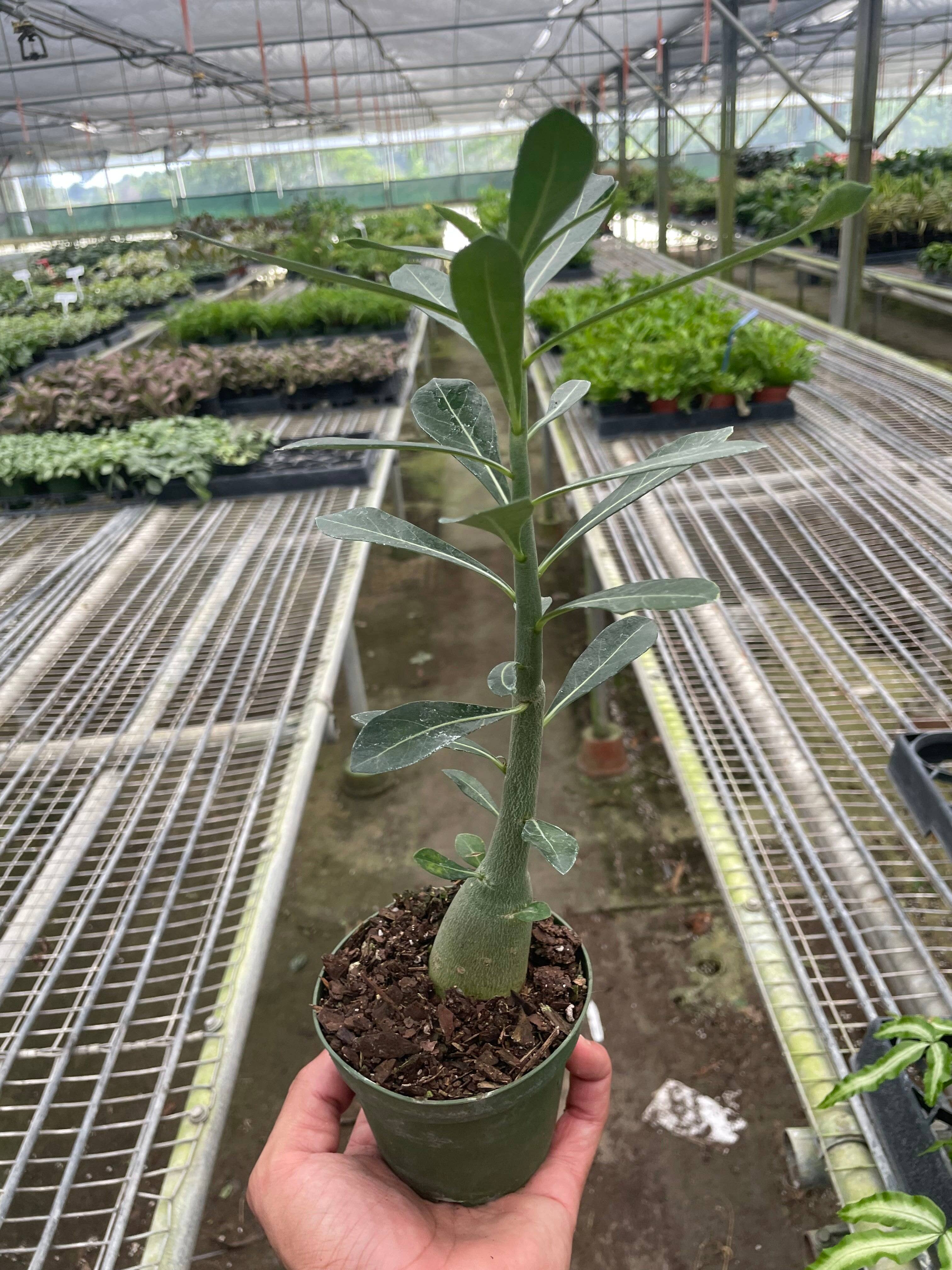 House Plant Wholesale - Wholesale Succulent - Succulent Adenium Obesum 'Desert Rose' - 4" Pot