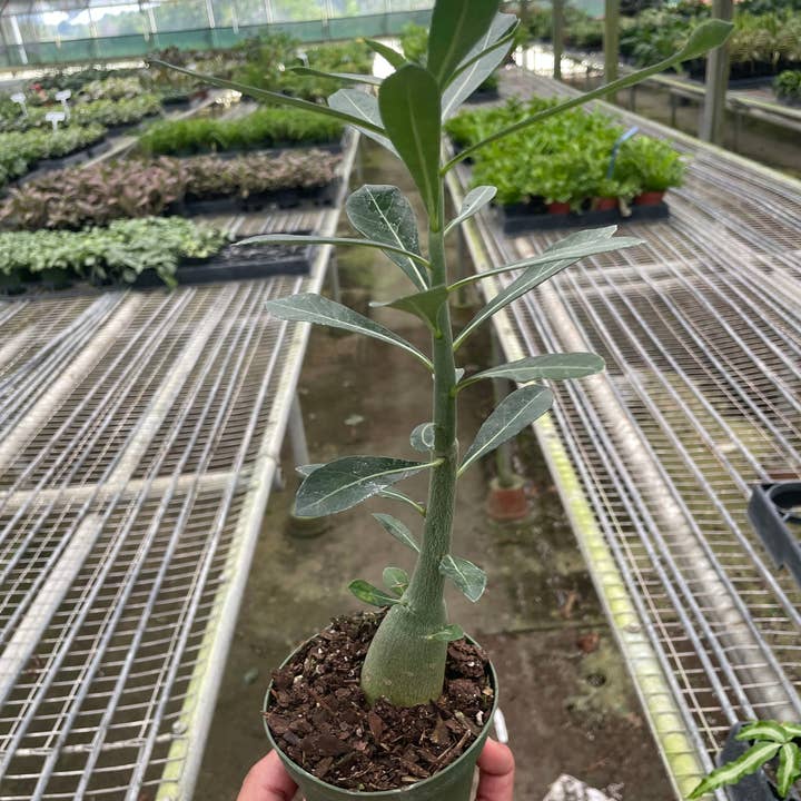 Sukkulentes Adenium Obesum 'Desert Rose' - 4-Zoll-Topf für den Großhandel von House Plant Wholesale