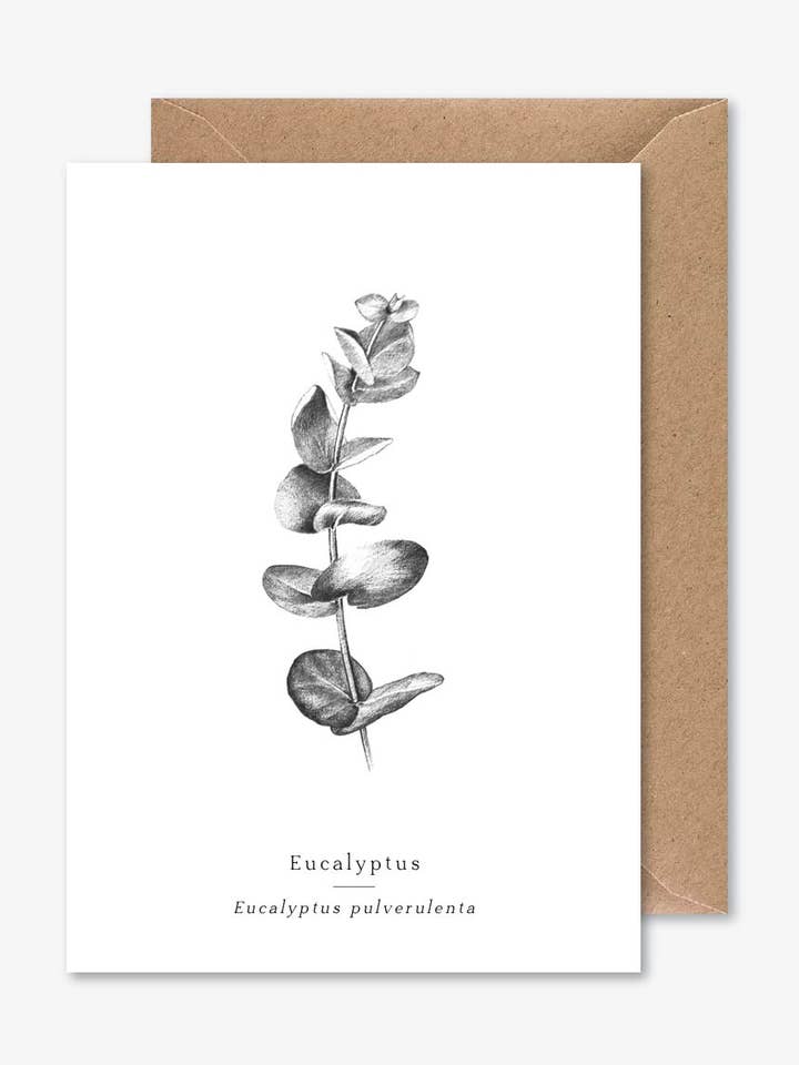 Eukalyptus für den Großhandel von Papier Mirage