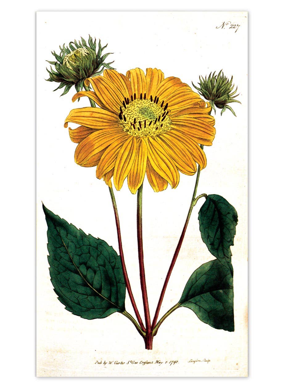 Laughing Elephant – Großhandel Postkarten-Set – Sonnenblumen-Postkartenbox — Postkarten für den täglichen Gebrauch in Schachtel3