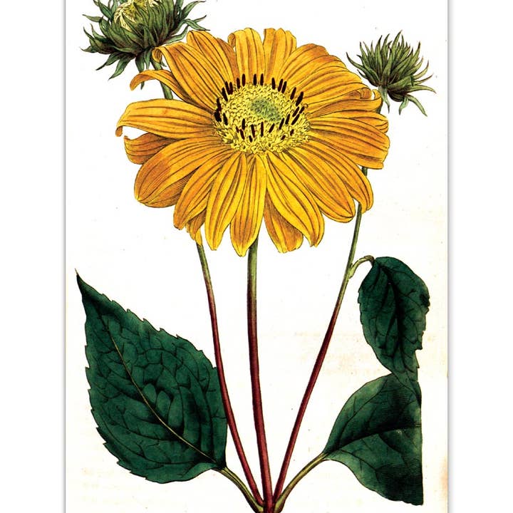 Laughing Elephant – Großhandel Postkarten-Set – Sonnenblumen-Postkartenbox — Postkarten für den täglichen Gebrauch in Schachtel3