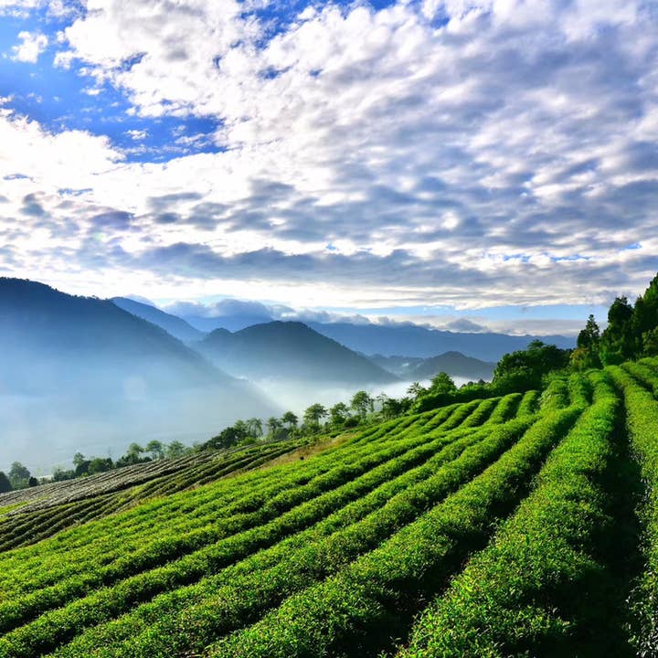 NIUKA Tea & Botanicals - Wholesale Loose Tea - Oolong Tea (roasted): Amber Jade4