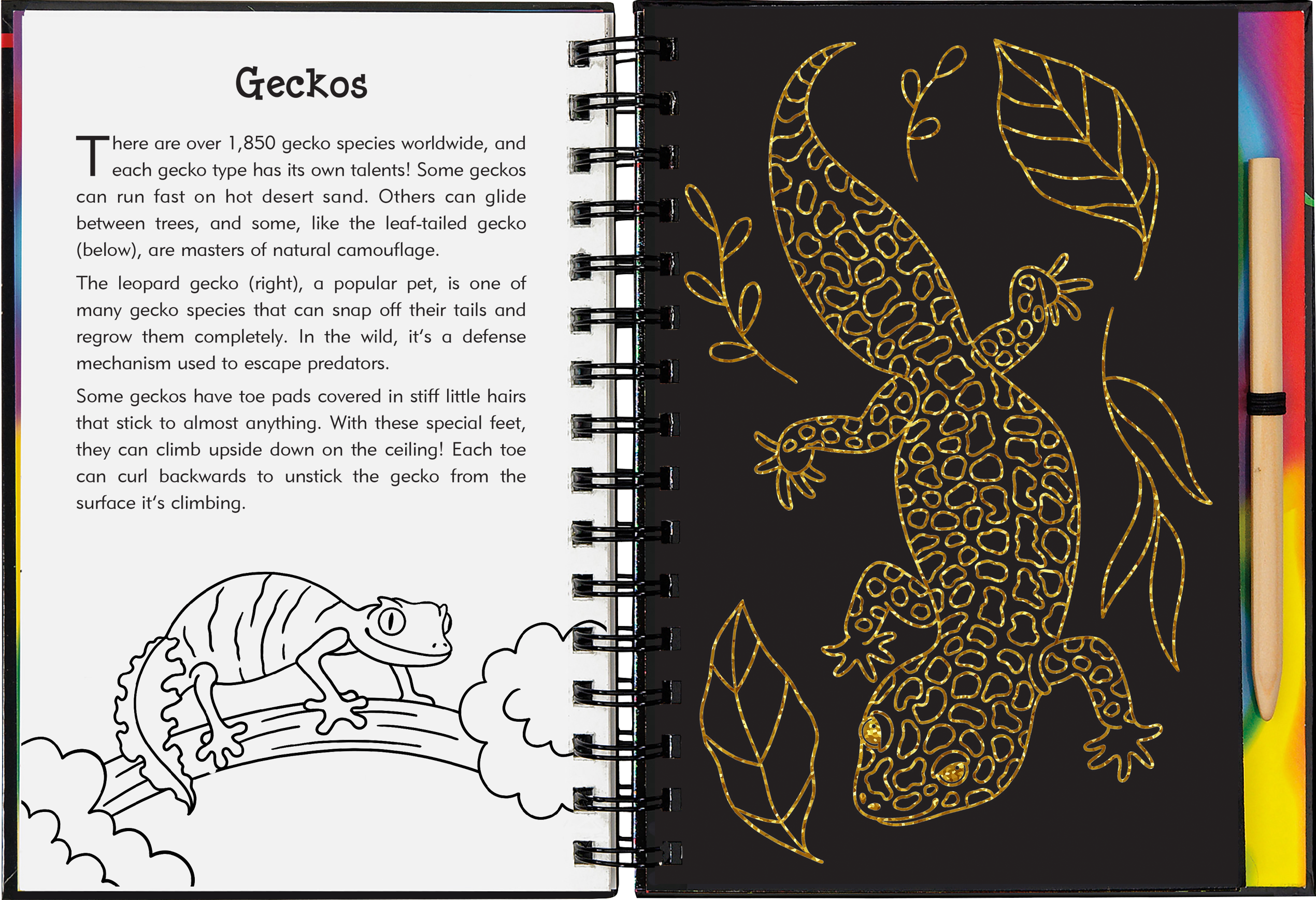 Peter Pauper Press - Wholesale Sketchbook/Sketchpad - Reptiles & Amphibians Scratch and Sketch3