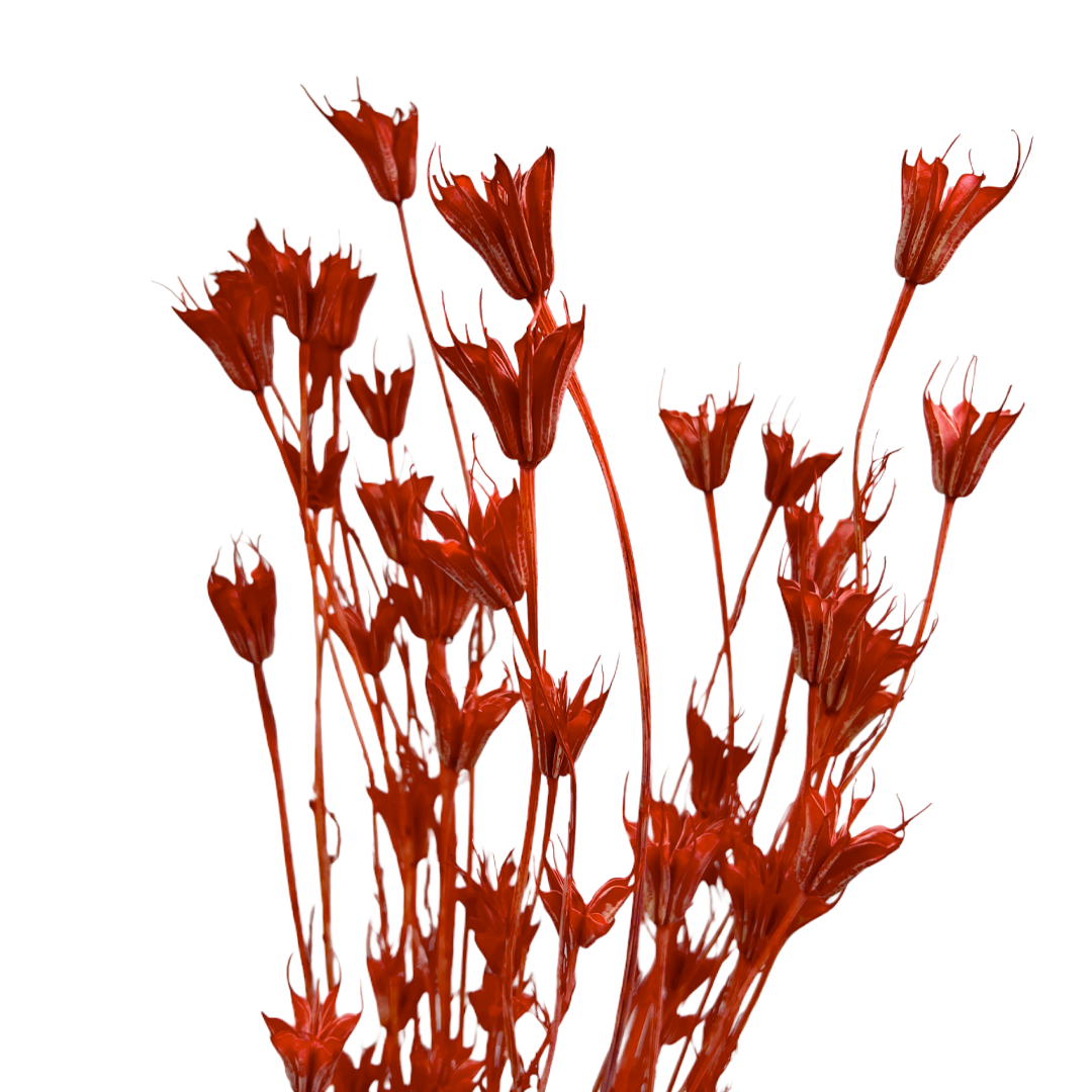 2626 Designs - Wholesale Dried/Pressed Flowers - Dried Octagon Flower, Nigella Orientalis-Love in a Mist, 24"25