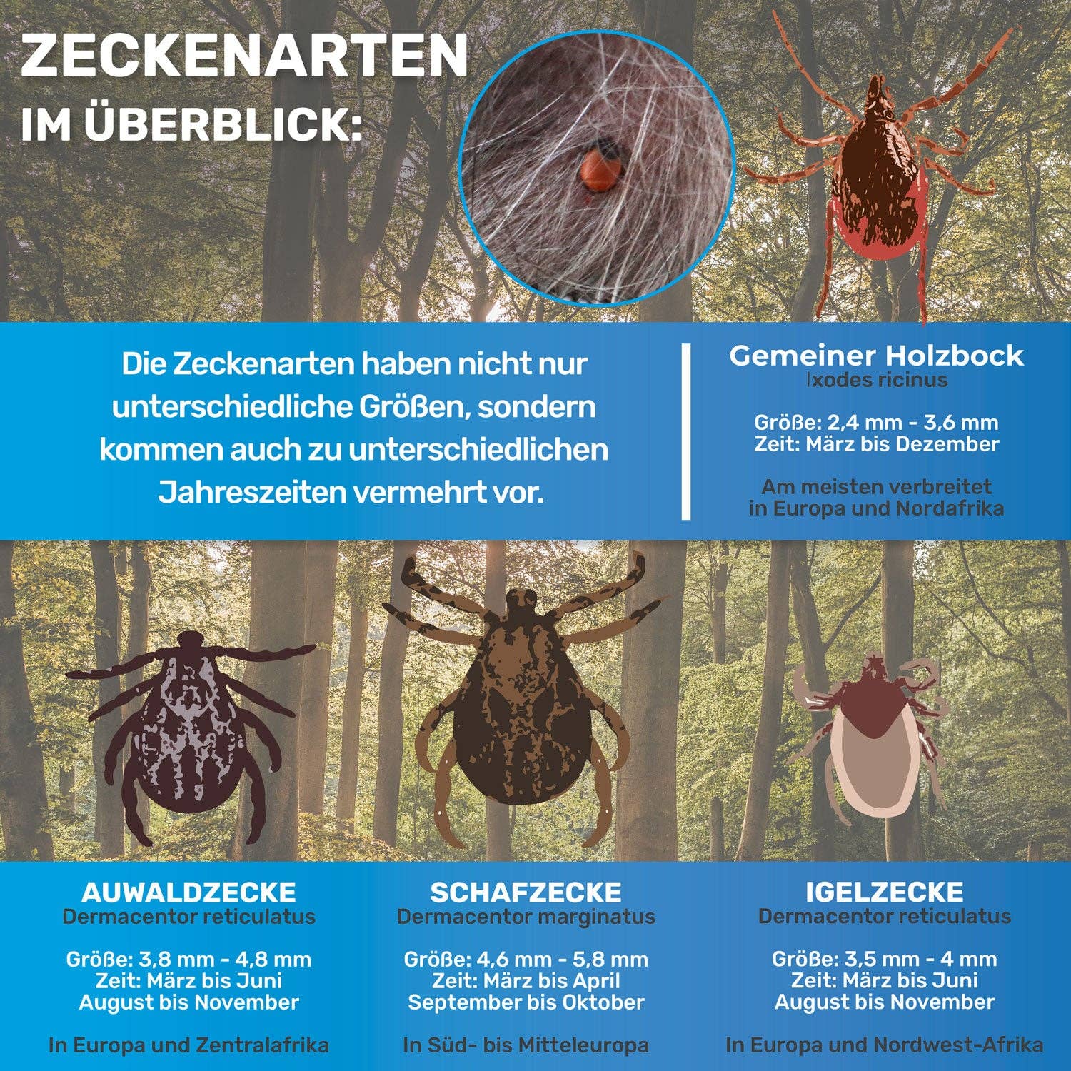 BluePet - Vendita all'ingrosso Strumento per toelettatura - Cani - 2x Pinza automatica per zecche, rimuovi zecche6