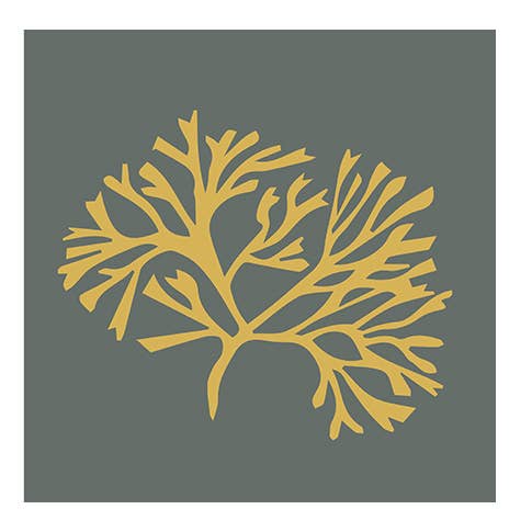 Corail et algues #5 pour la vente par RGB Fineart