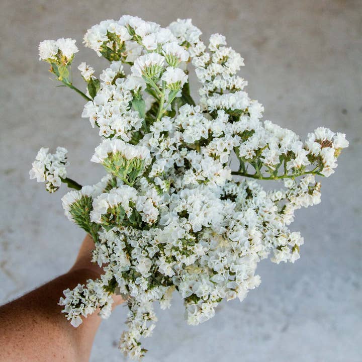 Kenty Home - Wholesale Dried/Pressed Flowers - Dried statice flowers