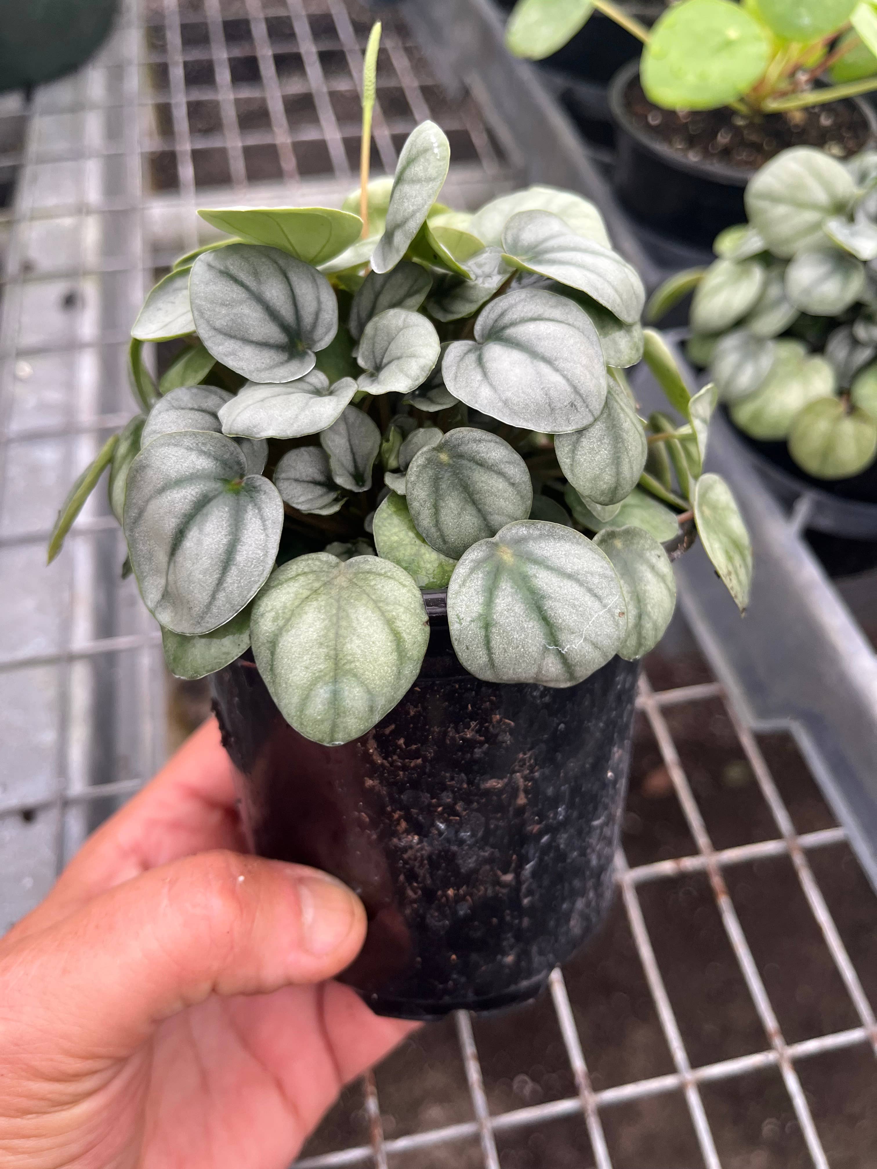 Succulents & Such, Inc. - Wholesale Live Plant -  4" Peperomia Frost Live Plant  0