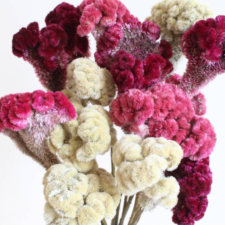 Roxanne's Dried Flowers - Wholesale Dried/Pressed Flowers - Cockscomb (Celosia) - Dried6