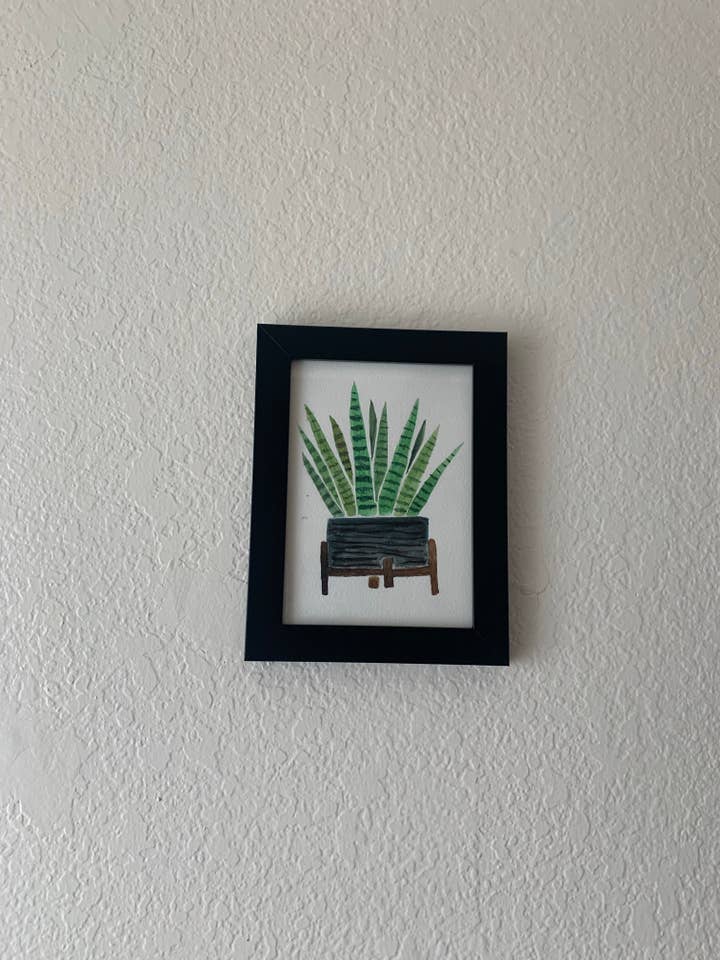 Snake Plant for wholesale by Melita & Co