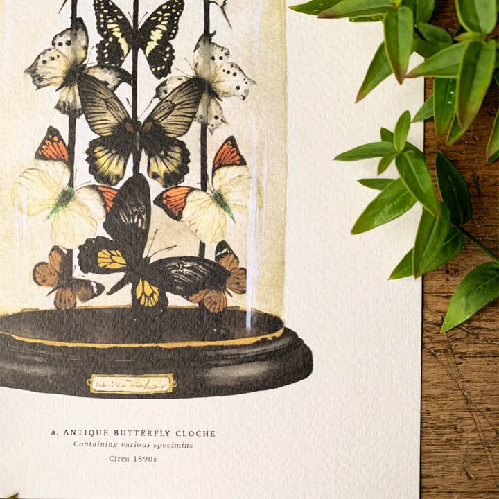 Georgiou Draws - Vente Affiche d'art - Impression artistique aquarelle en forme de dôme de papillon antique3