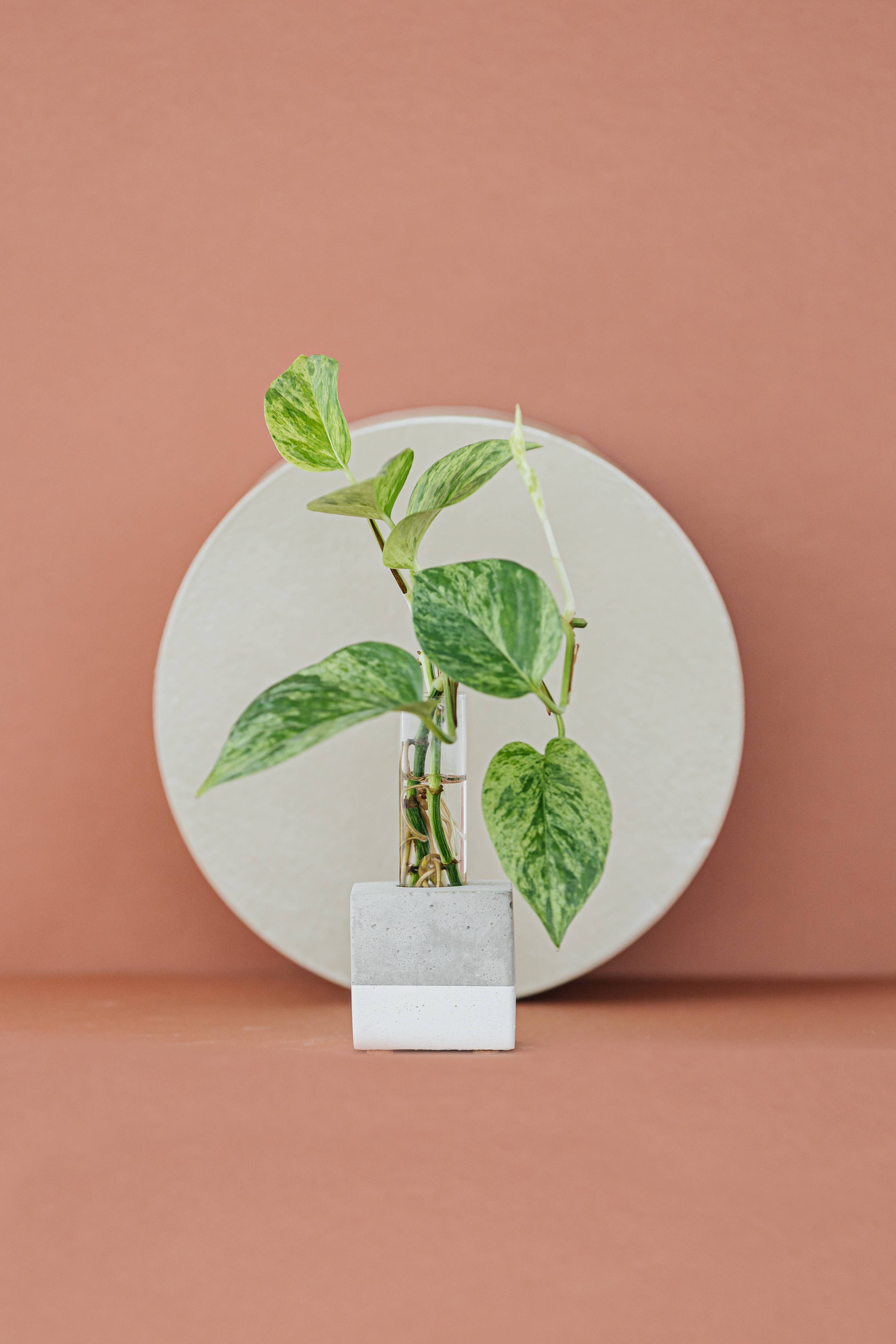 The Plant Supply - Wholesale Vase - Propagation Vase | Cutting Holder and Propagation Station5