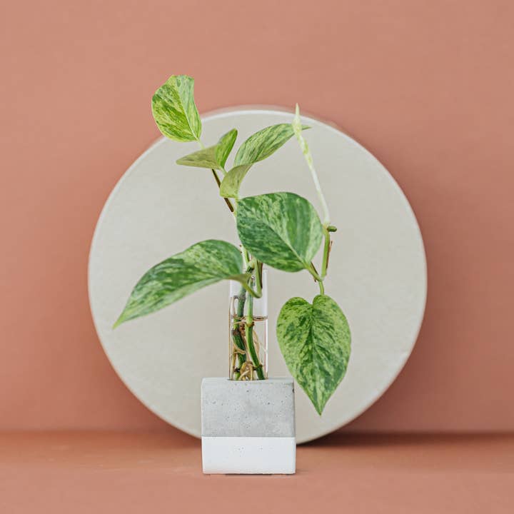 The Plant Supply - Wholesale Vase - Propagation Vase | Cutting Holder and Propagation Station5