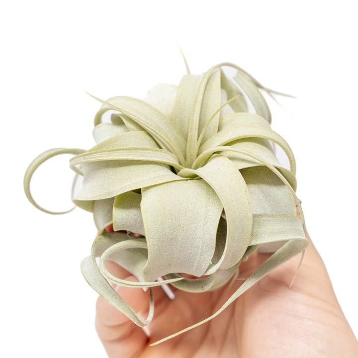 Air Plant Shop - Wholesale Live Plant - Seedling Tillandsia Xerographica Air Plants