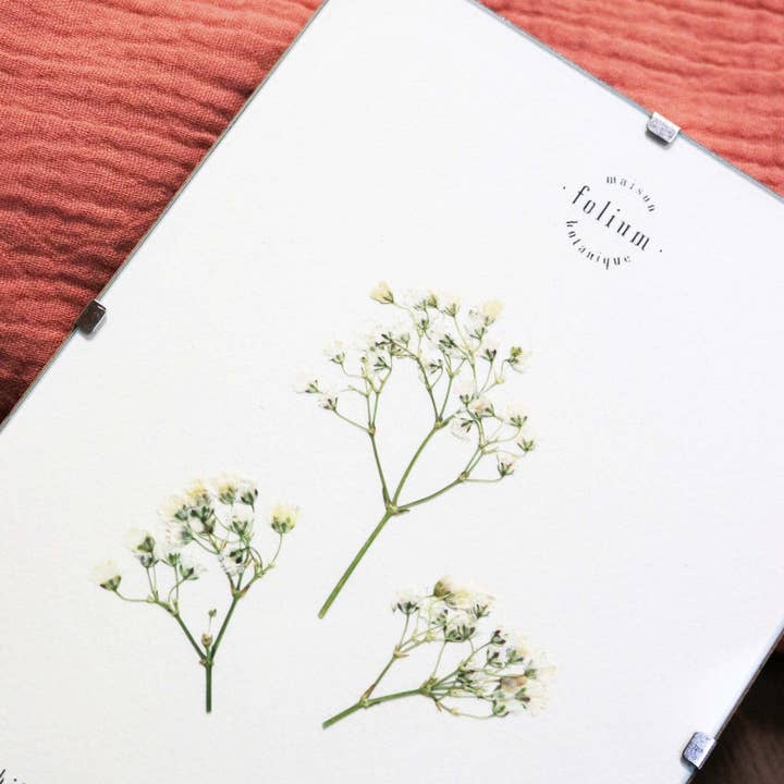 Folium - Maison Botanique - Wholesale Dried/Pressed Flowers - No. 17 · The Gypsophila4