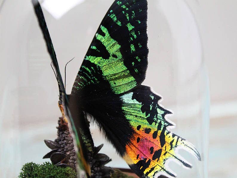 Newman Art Designs – Engroshandel Bordpynt – Urania ripheus eller solnedgangsmol i en kuppel3