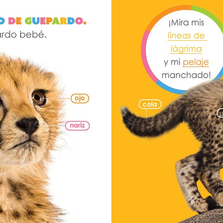The Creative Company - Venta al por mayor Libro - Niños - El principio de los: guepardos bebés