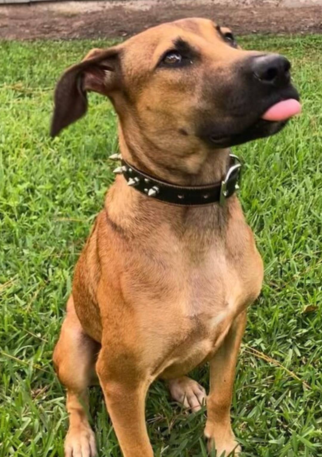 Axesoria West - Wholesale Pet Collar - Dog - Genuine Distressed Leather Dog Collar with stud and Spike4