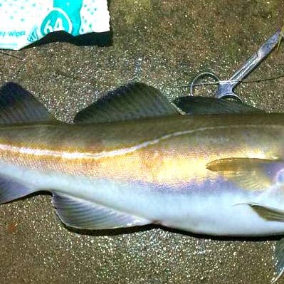 SEARIGS UK LTD – wholesale Sporting accessories – Saltwater Attractor Gel -PEELER CRAB-Liquid Sea Fishing Bait4