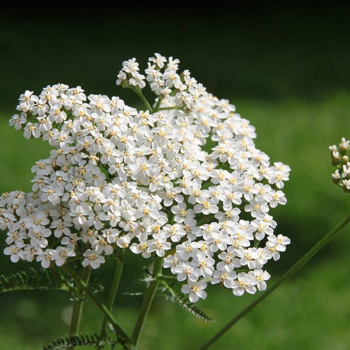 Smoke Camp Crafts - Wholesale Plant Seeds - Yarrow Seeds (Achillea millefoleium) 150 Seeds (0.1 grams)
